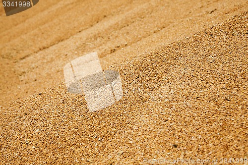 Image of wheat grains  