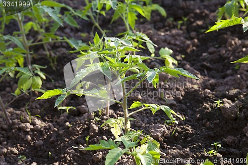 Image of Tomato seedlings 