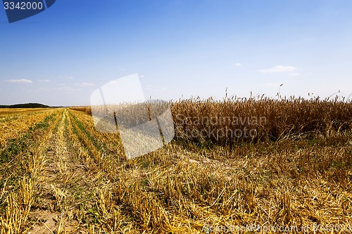 Image of harvesting  