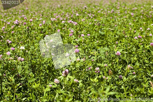 Image of flowering clover 