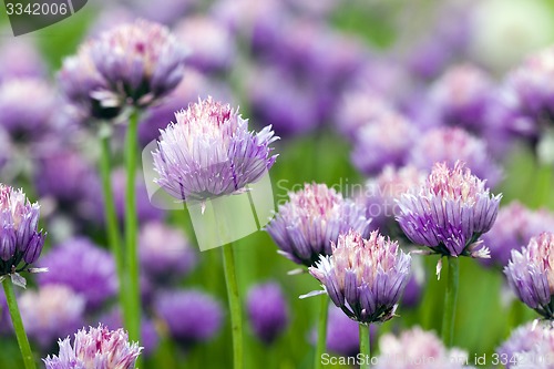 Image of garlic flower 