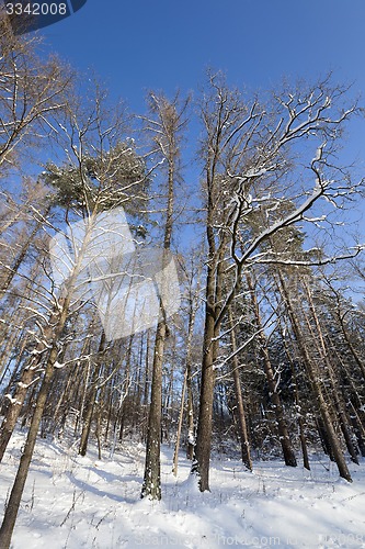 Image of winter trees  