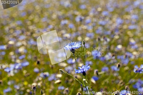 Image of cornflowers  