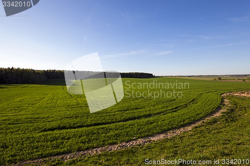 Image of unripe cereals  