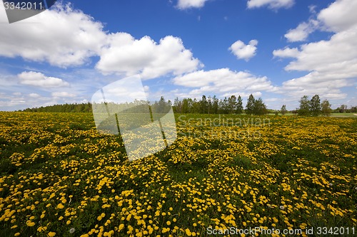 Image of dandelions  