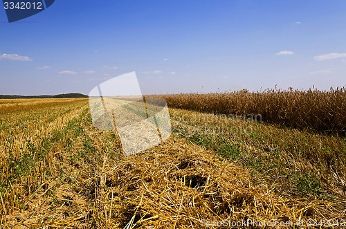 Image of harvesting  