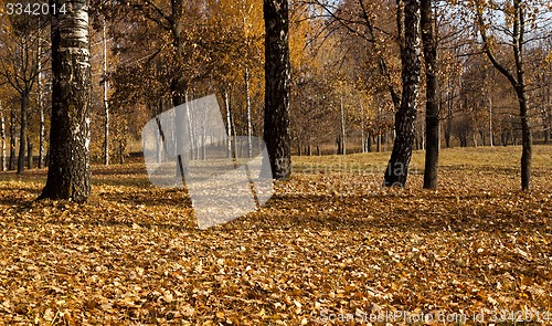 Image of trees in the fall  
