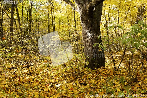 Image of the autumn wood  