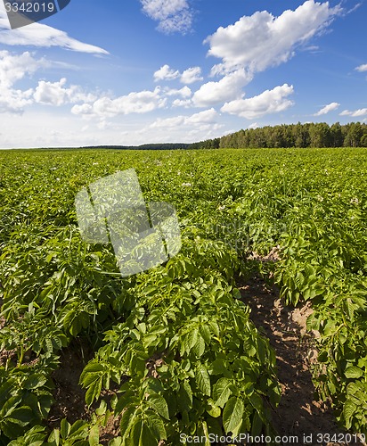 Image of potato field  