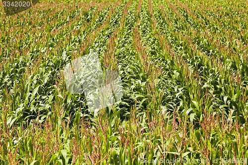 Image of corn field  