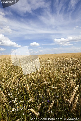 Image of unripe cereals 