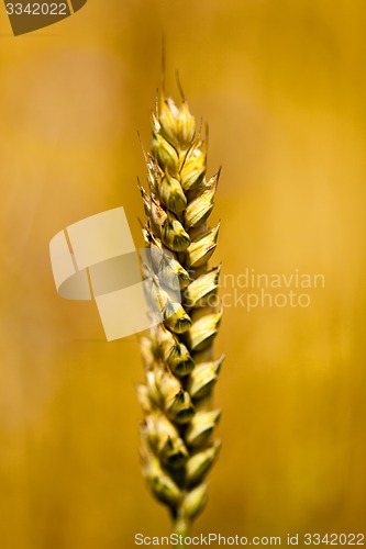 Image of ripened cereals  