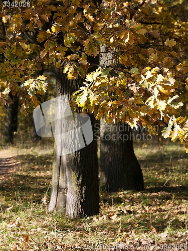 Image of trees in the fall  