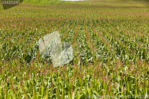 Image of corn field  