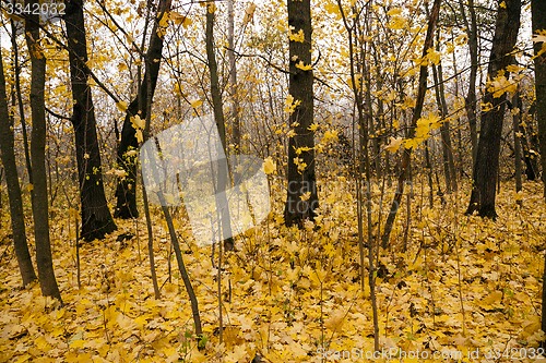 Image of the autumn wood  