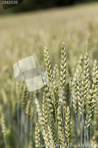 Image of green rye  