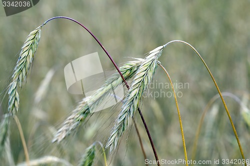 Image of ears of rye  