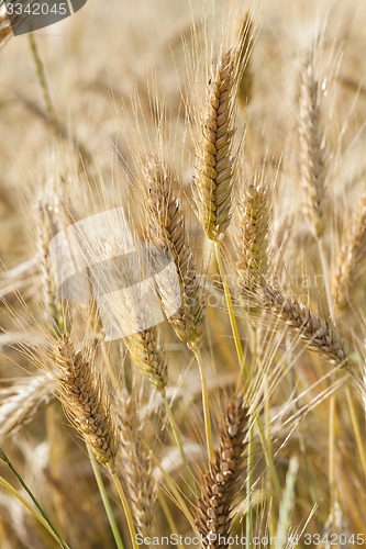 Image of ripened cereals  