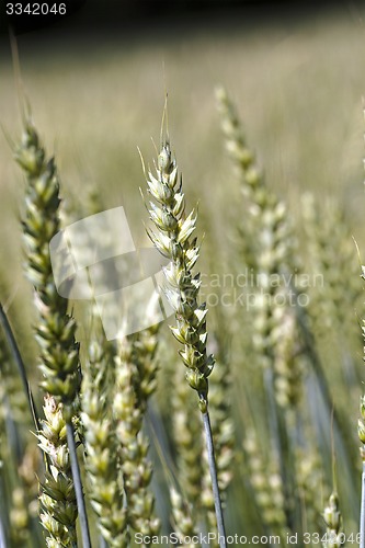 Image of green rye  