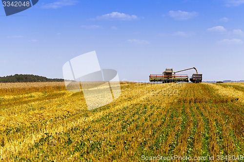 Image of harvesting  