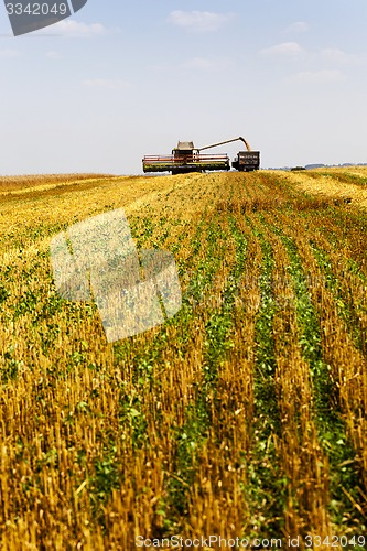 Image of harvesting  