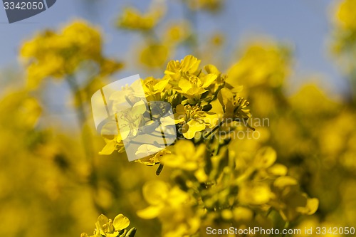 Image of blossoming colza 