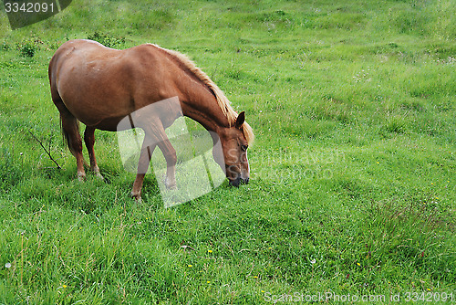 Image of horse eating grass on a green meadow