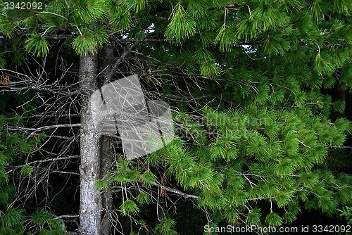 Image of branches and trunks of cedar