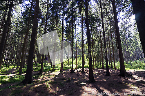Image of Dry forest in summer