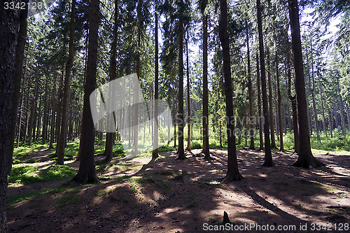 Image of Dry forest in summer