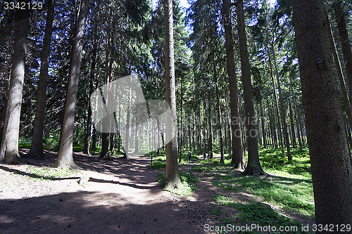 Image of Dry forest in summer