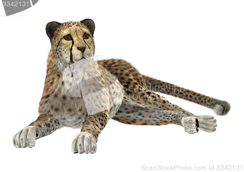 Image of Cheetah