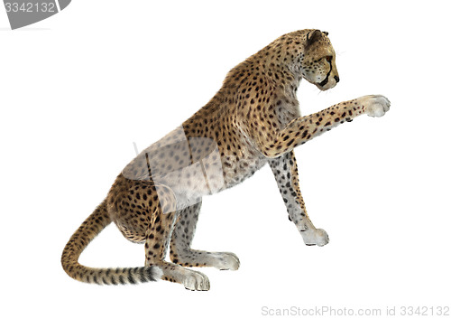 Image of Cheetah