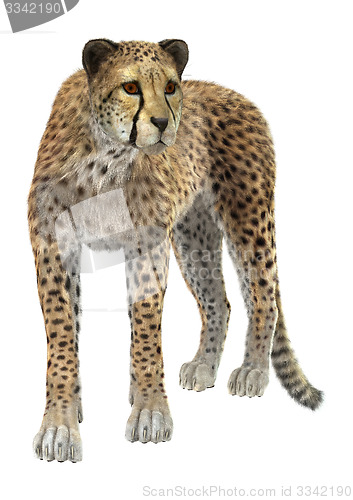 Image of Cheetah