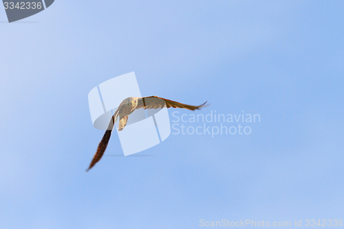 Image of common kestrel flying towards camera