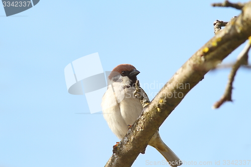 Image of male sparrow close up