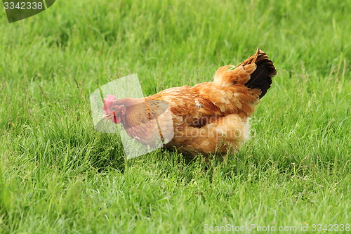 Image of hen grazing on meadow