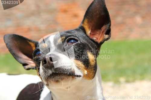 Image of curious chihuahua portrait