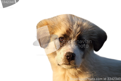 Image of isolated portrait of romanian shepherd puppy 