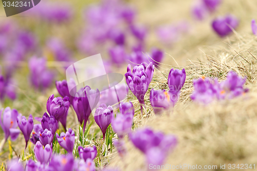 Image of spring crocuses on mountain meadow