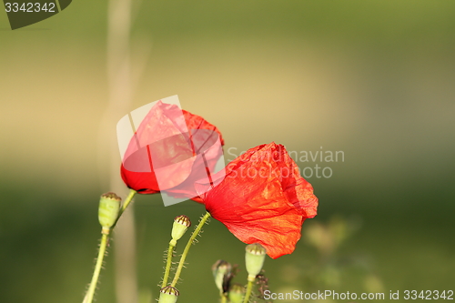 Image of wild poppies blown by the wind