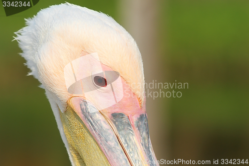 Image of close up on great pelican head