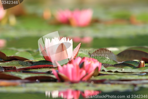 Image of pink water lily flower