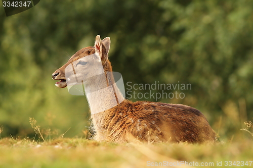 Image of young fallow deer standing in the grass