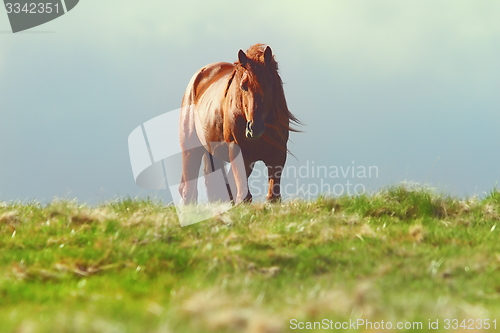 Image of horse on top of the hill