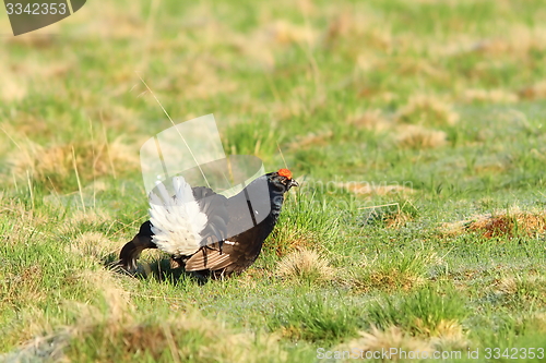 Image of black grouse displaying in lek