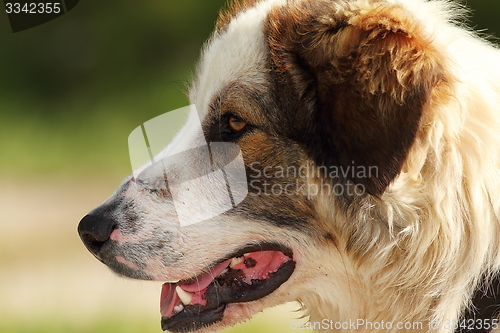 Image of detail on romanian shepherd dog face