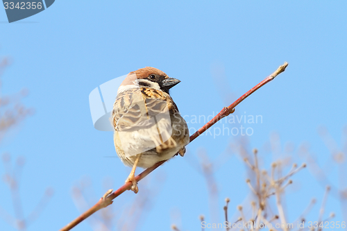 Image of male sparrow on twig over blue sky
