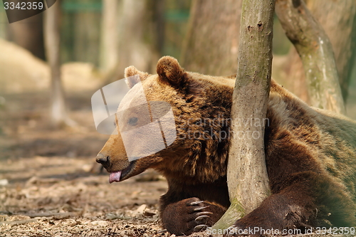 Image of captive brown bear