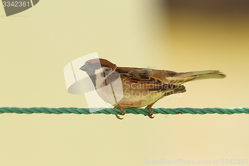 Image of male house sparrow on green string